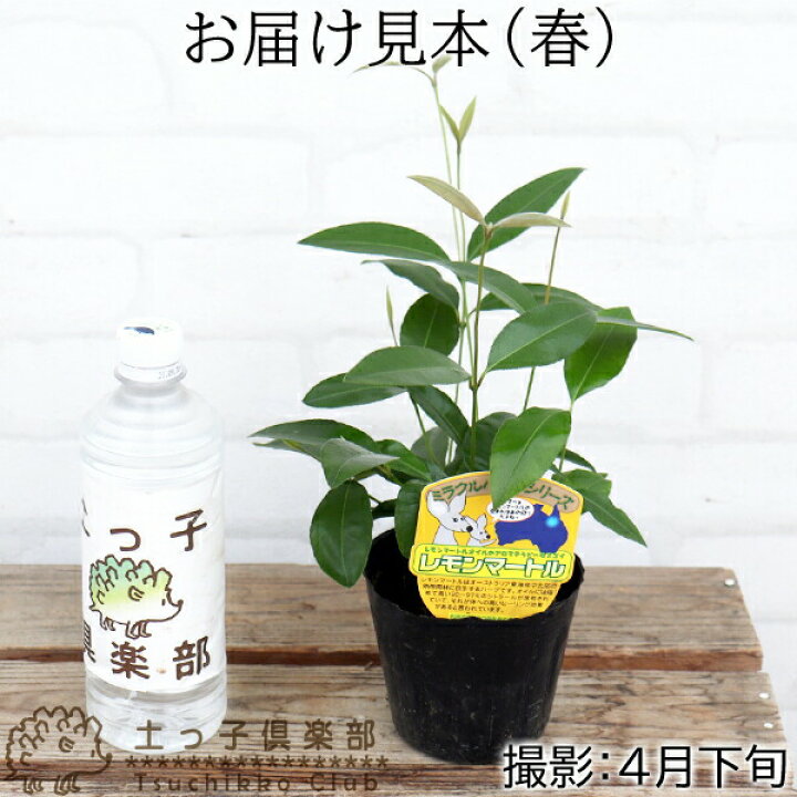 楽天市場 レモンの香りの レモンマートル 10 5cmポット苗 花と緑の専門店 土っ子倶楽部