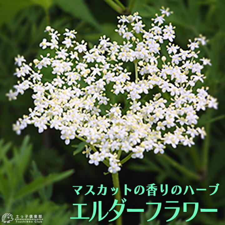 楽天市場 エルダーフラワー 西洋ニワトコ 細葉 9cmポット苗 花と緑の専門店 土っ子倶楽部