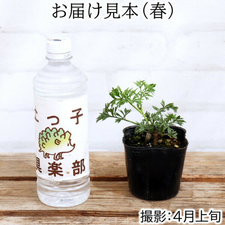 楽天市場 エルダーフラワー 西洋ニワトコ 細葉 9cmポット苗 花と緑の専門店 土っ子倶楽部