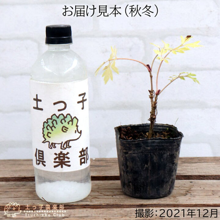 楽天市場 エルダーフラワー 西洋ニワトコ 細葉 9cmポット苗 花と緑の専門店 土っ子倶楽部