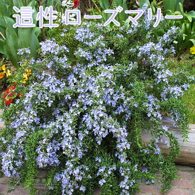 楽天市場 日陰 グランドカバー 種類 植物 ローズマリー の通販