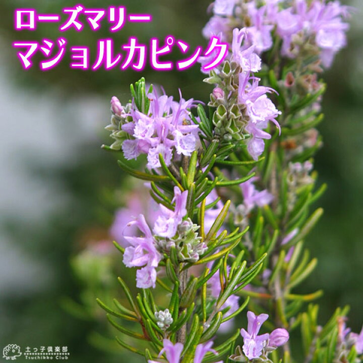 楽天市場 ローズマリー マジョルカピンク 9cmポット苗 花と緑の専門店 土っ子倶楽部