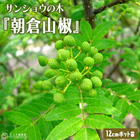楽天市場 花 山椒 苗の通販