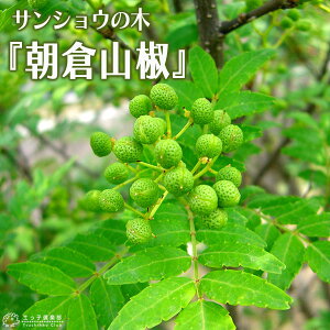 R w qTVE x 15cm|bg ڂؕc