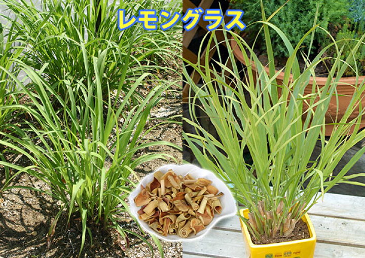 最大72 Offクーポン レモングラス ポット直径9 0cm Encantoemagia Com Br