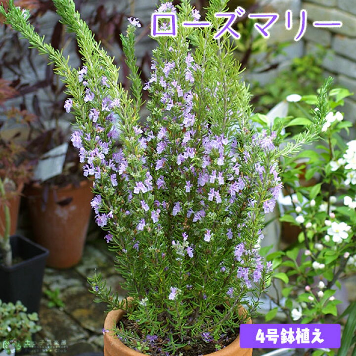 楽天市場 ローズマリー 4号鉢植え ハーブ 苗 花と緑の専門店 土っ子倶楽部