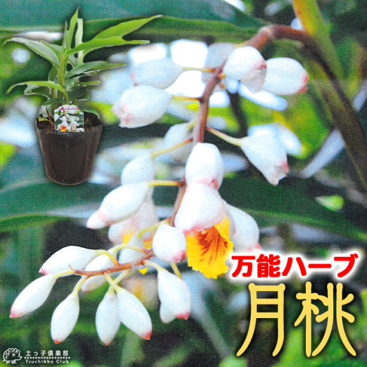 楽天市場 月桃 ゲットウ 4号ポット 花と緑の専門店 土っ子倶楽部