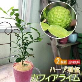 楽天市場 ライム 苗 種類 植物 ユズ の通販