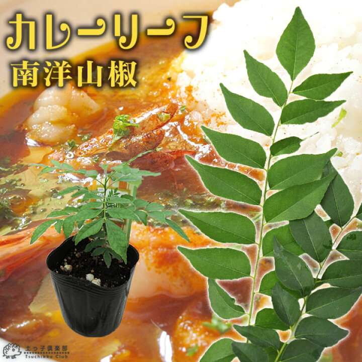 楽天市場】カレーの木 『 カレーリーフ 』 9cmポット苗 （ ナンヨウ 