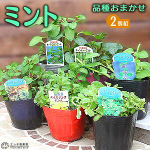 ~g 9cm|bgc y C2iZbg zXyA~g Abv~g Ȃǂ܂2ił͂ n[u  悯 yqy