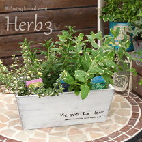 楽天市場】ハーブ 寄せ植え（種類（植物）ミント）の通販