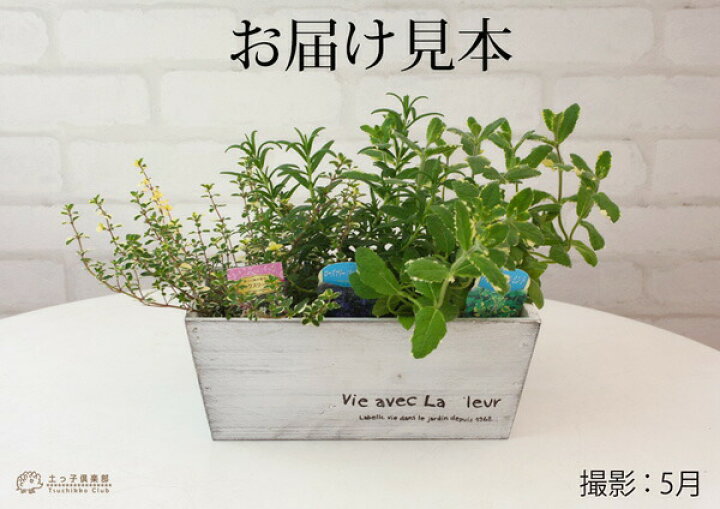 楽天市場】キッチンハーブ 3品種セット IN木製ミニプランター 