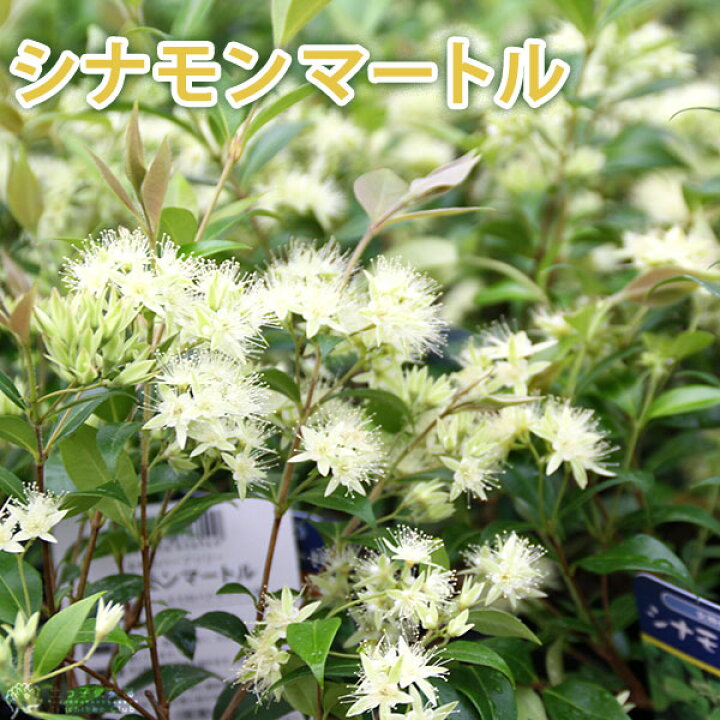 楽天市場 シナモンマートル グレーマートル 12cmポット苗 花と緑の専門店 土っ子倶楽部