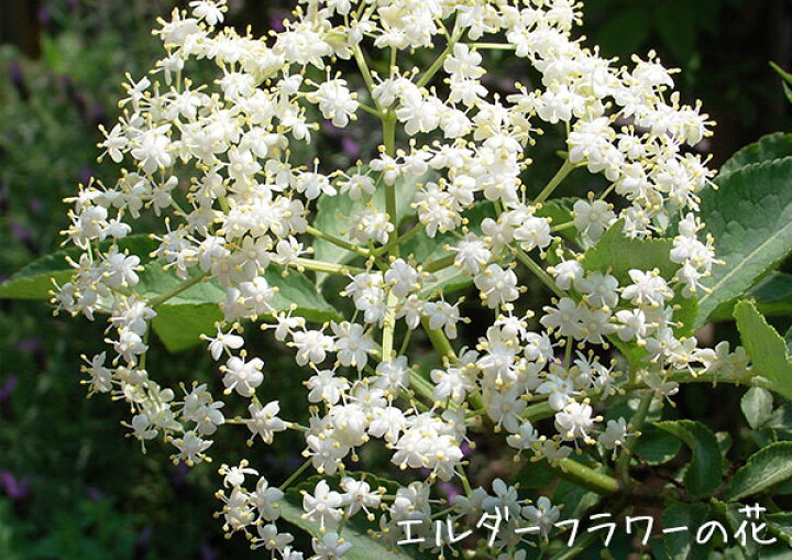 楽天市場 エルダーフラワー 西洋ニワトコ 細葉 9cmポット苗 花と緑の専門店 土っ子倶楽部