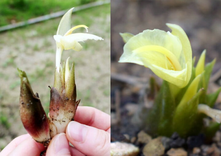 楽天市場 ミョウガ 9cmポット苗 2個セット 花と緑の専門店 土っ子倶楽部
