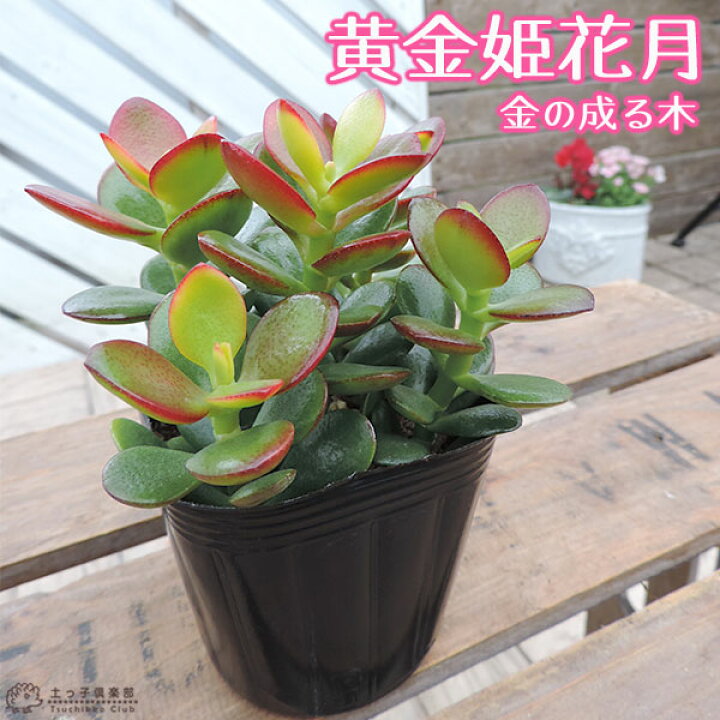 楽天市場 多肉植物 黄金姫花月 9cmポット苗 金のなる木 花と緑の専門店 土っ子倶楽部
