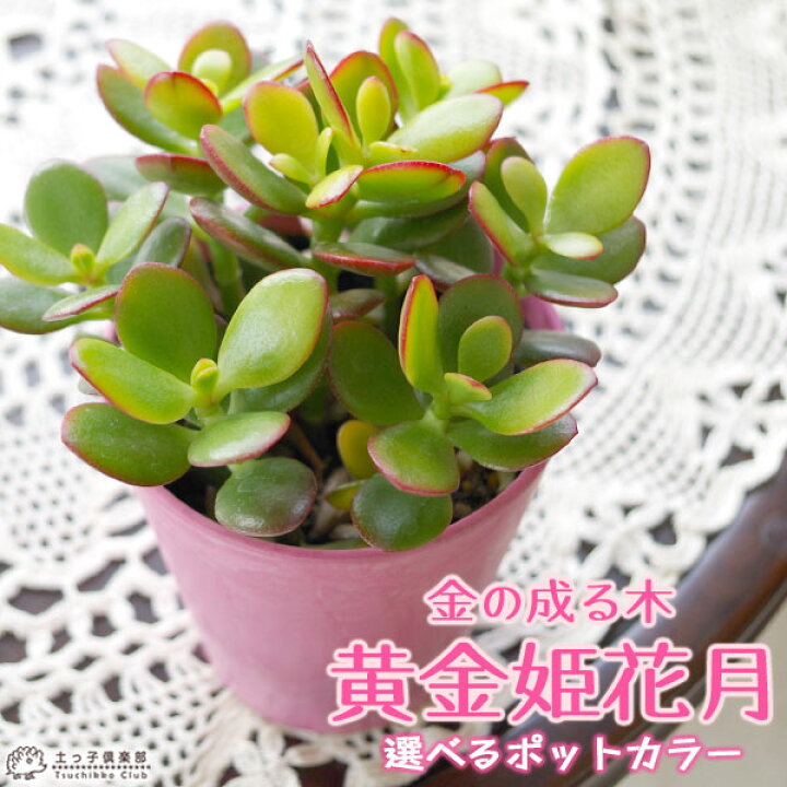 楽天市場 多肉植物 黄金姫花月 選べるカラーポット入り 花と緑の専門店 土っ子倶楽部