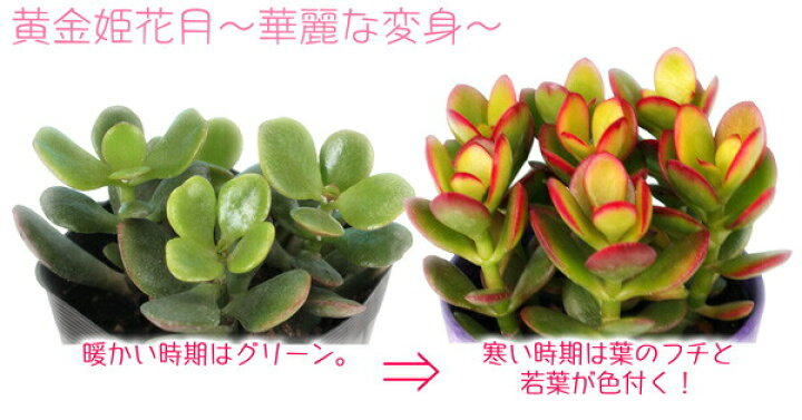 楽天市場 多肉植物 黄金姫花月 4号鉢植え 花と緑の専門店 土っ子倶楽部