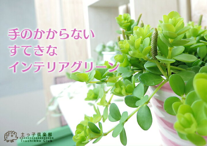 楽天市場 ミニ観葉 アロマペペ ペペロミア デピーナ 7 5cmポット苗 花と緑の専門店 土っ子倶楽部
