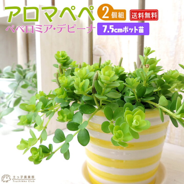 楽天市場 2個セット ミニ観葉 アロマペペ ペペロミア デピーナ7 5cmポット苗 送料無料 花と緑の専門店 土っ子倶楽部