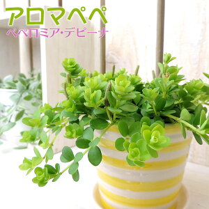 ~jϗt w A}yy x yy~AEfs[i 7.5cm|bgc ϗtA