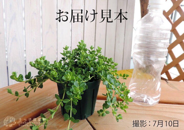 楽天市場 2個セット ミニ観葉 アロマペペ ペペロミア デピーナ7 5cmポット苗 送料無料 花と緑の専門店 土っ子倶楽部