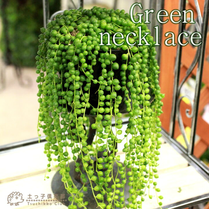 楽天市場 グリーンネックレス 緑の鈴 7 5cmポット苗 花と緑の専門店 土っ子倶楽部