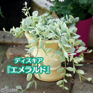 fBXLfBA w Gh x 7.5cm|bgc GhlbNX ϗtA A N nMO c ݂艺   O   CeAO[ ChA