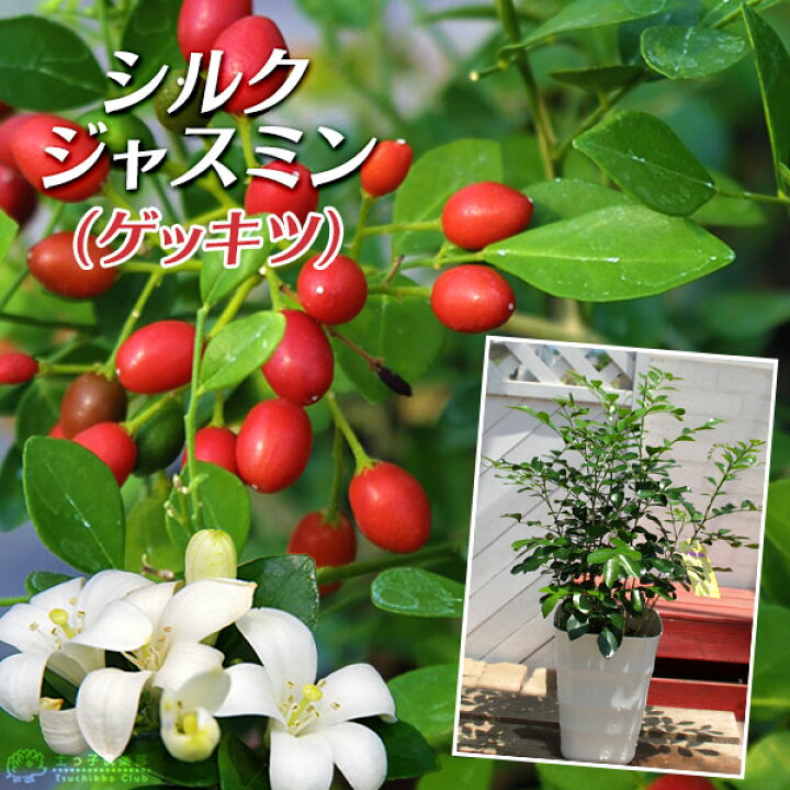 楽天市場 シルクジャスミン ゲッキツ 5号鉢植え 無料包装 花と緑の専門店 土っ子倶楽部