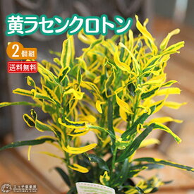 楽天市場 クロトン 花 ガーデン Diy の通販