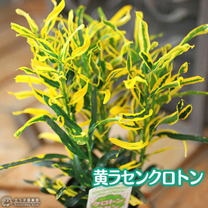 楽天市場 クロトン 黄ラセンクロトン 9cmポット苗 花と緑の専門店 土っ子倶楽部
