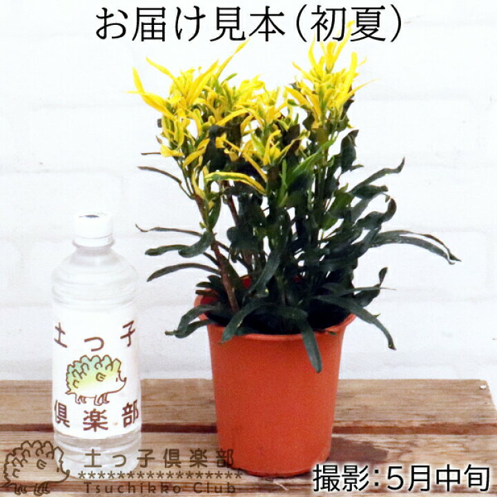 楽天市場 クロトン 黄ラセンクロトン 9cmポット苗 花と緑の専門店 土っ子倶楽部