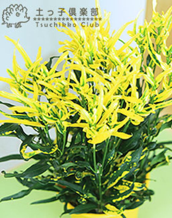 楽天市場 クロトン 黄ラセンクロトン 9cmポット苗 花と緑の専門店 土っ子倶楽部