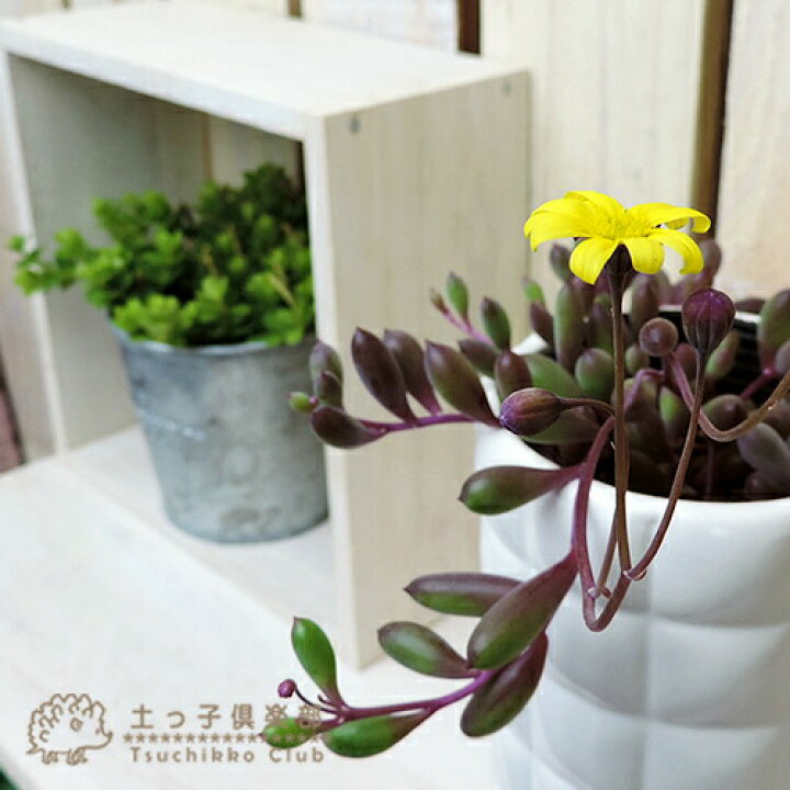 ロック解除 丁寧 主 多肉 植物 ルビー ネックレス 花 シェル 分類する 書き込み
