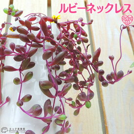 多肉植物 『 ルビーネックレス 』 7.5cmポット苗 （ 鉢と受け皿プレゼント ）