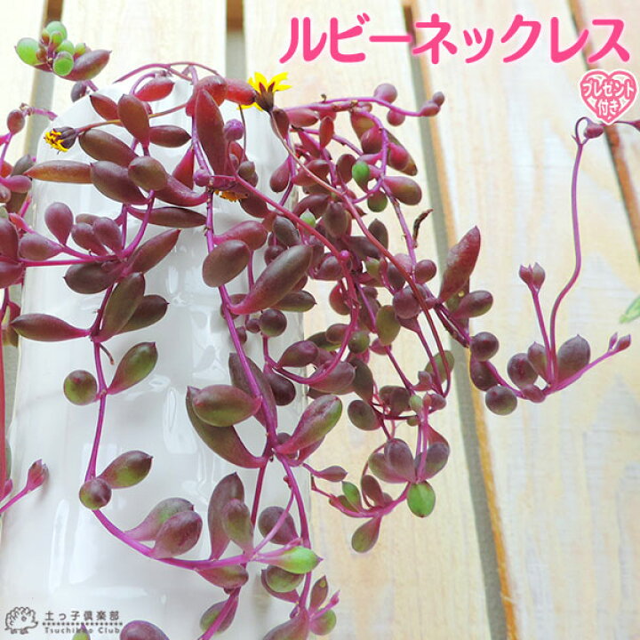 楽天市場 多肉植物 ルビーネックレス 7 5cmポット苗 鉢と受け皿プレゼント 花と緑の専門店 土っ子倶楽部