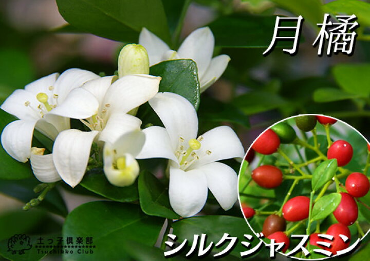 楽天市場 シルクジャスミン ゲッキツ 7号鉢植え 無料包装 花と緑の専門店 土っ子倶楽部