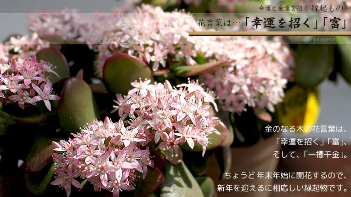 楽天市場 花咲く多肉植物 桜花月 サクラカゲツ 11cm鉢 金のなる木 花と緑の専門店 土っ子倶楽部