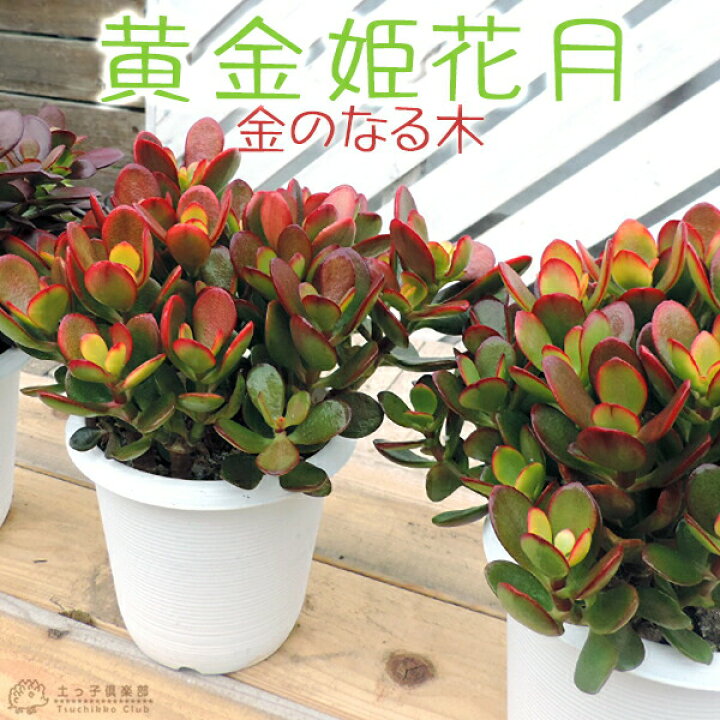 楽天市場】多肉植物『黄金姫花月』4号鉢植え 観葉植物 : 花と緑の専門 