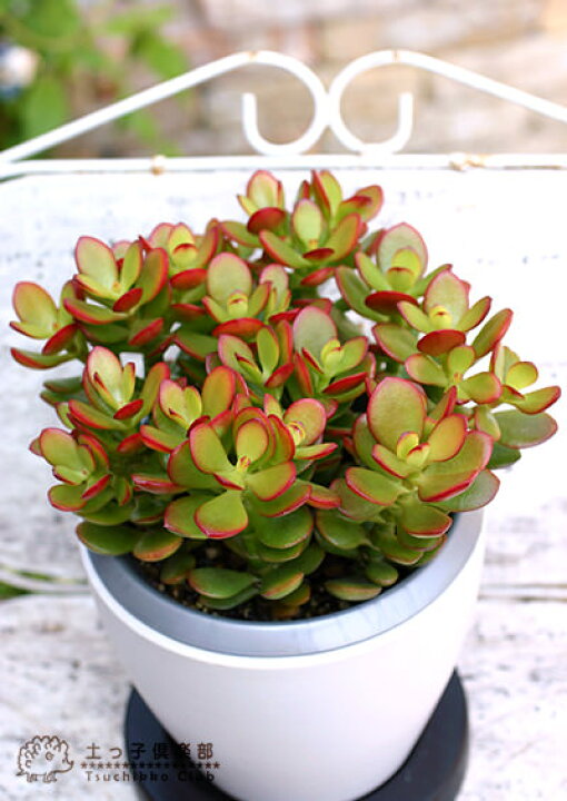楽天市場】多肉植物『黄金姫花月』4号鉢植え 観葉植物 : 花と緑の専門 