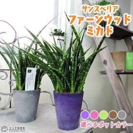 楽天市場 サンスベリア ファーンウッドの通販