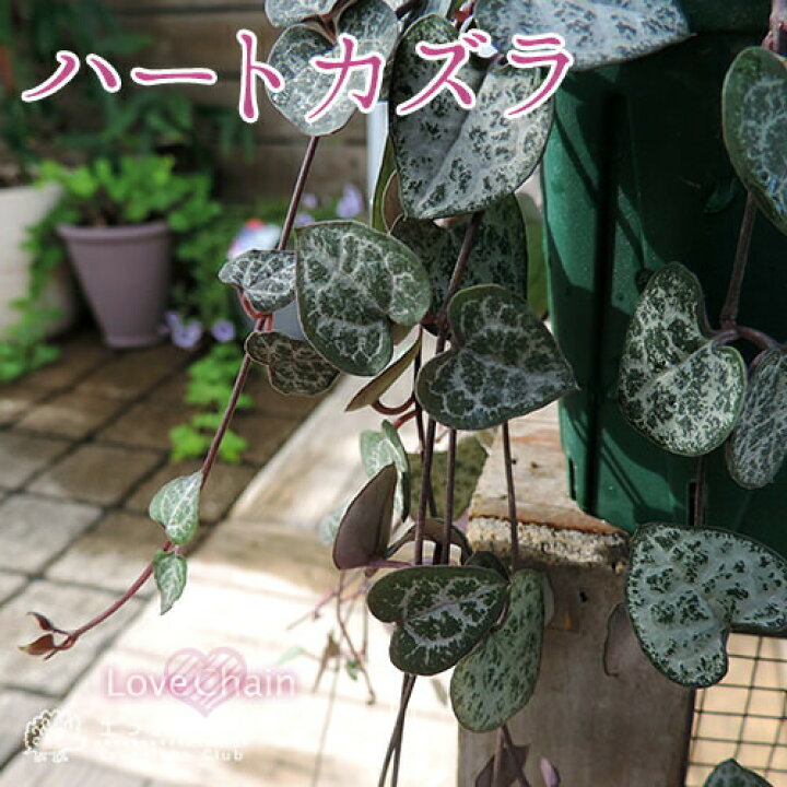 楽天市場 ハートカズラ 9cmポット苗 花と緑の専門店 土っ子倶楽部
