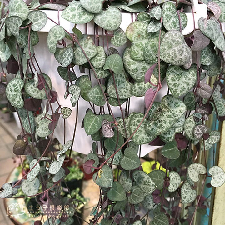 楽天市場 ハートカズラ 9cmポット苗 花と緑の専門店 土っ子倶楽部