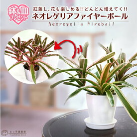 楽天市場 ファイヤーボール ネオレゲリアの通販