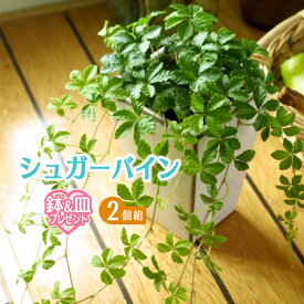 楽天市場 つる が 伸びる 植物の通販 楽天市場 つる が 伸びる 植物の通販