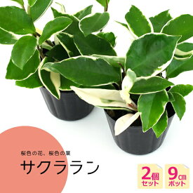 ミニ観葉植物 サクララン 9cmポット 【 2個セット 】