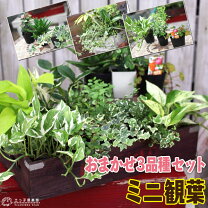 楽天市場】観葉植物 9cm ポットの通販