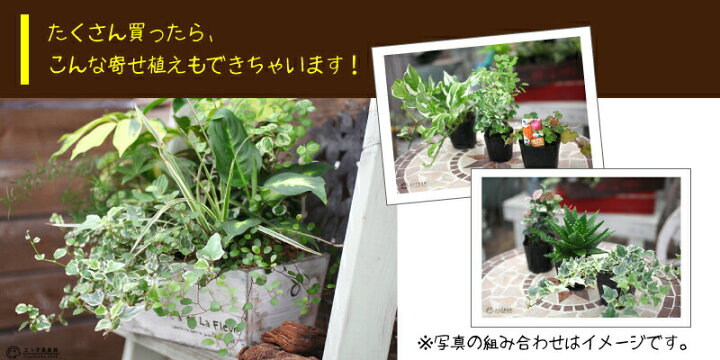 楽天市場 ミニ観葉 おまかせ ３品種セット 9cmポット 観葉植物 3個セット 花と緑の専門店 土っ子倶楽部