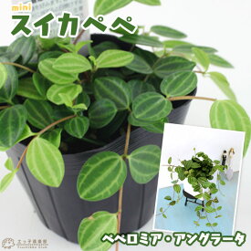 楽天市場 ペペロミア アングラータの通販