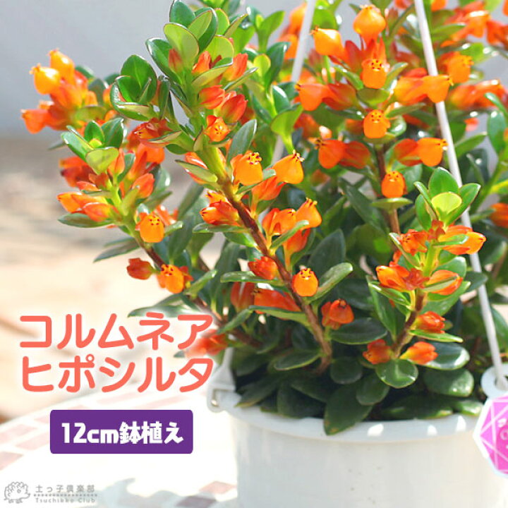 楽天市場 コルムネア ヒポシルタ 12cm鉢植え 花と緑の専門店 土っ子倶楽部 楽天市場 コルムネア ヒポシルタ 12cm鉢植え 花と緑の専門店 土っ子倶楽部
